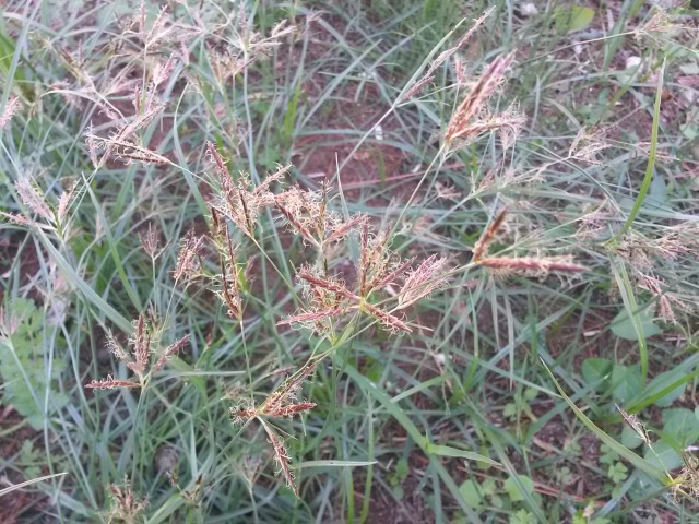 Cyperus rotundus